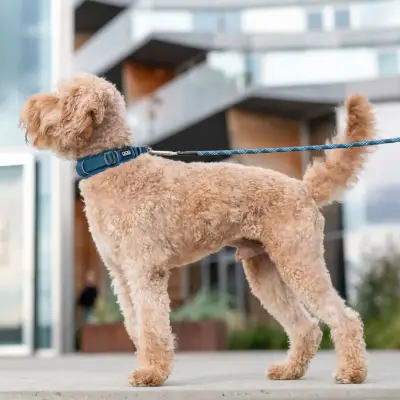 Zgarda Caini Urban Explorer Albastru New Design DOG Copenhagen