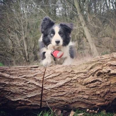 Ruffwear Grip Trex 2 buc