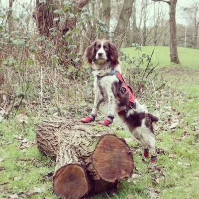 Ruffwear Grip Trex 2 buc