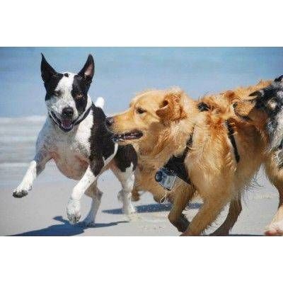 Kurgo Tru Fit Smart Harness With Camera