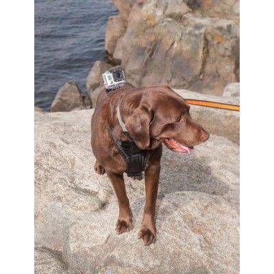 Kurgo Tru Fit Smart Harness With Camera