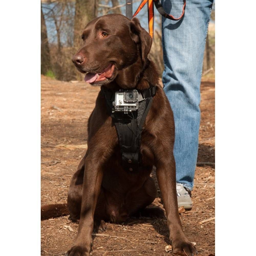Kurgo Tru Fit Smart Harness With Camera