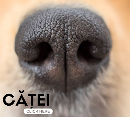 PetShop Catei